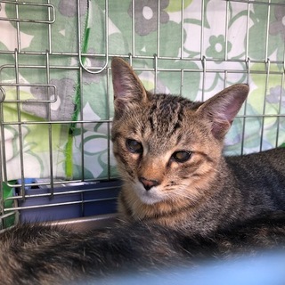 守ってあげたいサンダー