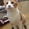 人も猫も大好きなチャシロ君 サムネイル3