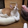人も猫も大好きなチャシロ君 サムネイル4