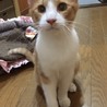 人も猫も大好きなチャシロ君 サムネイル7