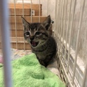 小さいキジトラ子猫１ヶ月位