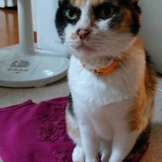 三毛猫☆パトラ