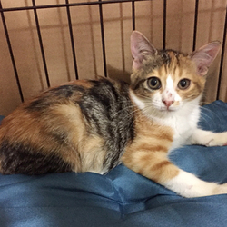  10/21（日）　さいたま市「保護ねこ譲渡会」13時～（新都心東広場　コクーン側）開催 サムネイル2