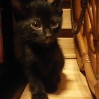 あまえんぼうの黒猫ちゃん♡