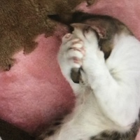 ちょこ