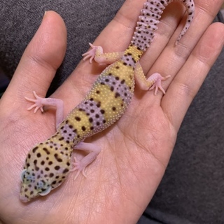 一旦停止。奇形ありヒョウモントカゲモドキベビー 