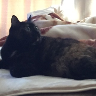 甘えん坊のサビ猫ちゃん