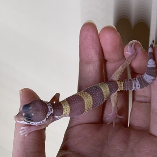 一旦募集停止します   ちょっと訳ありレオパベビー