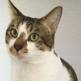 至急、処分間近。行き場がありません助けて下さい