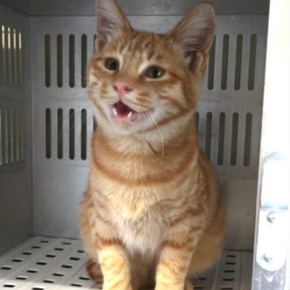 家族ができました！有難うございました。