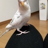 セキセイインコの白ハルクイン サムネイル2