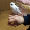 セキセイインコの白ハルクイン サムネイル3