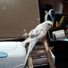 セキセイインコの白ハルクイン サムネイル4