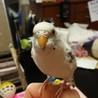 セキセイインコの白ハルクイン サムネイル5