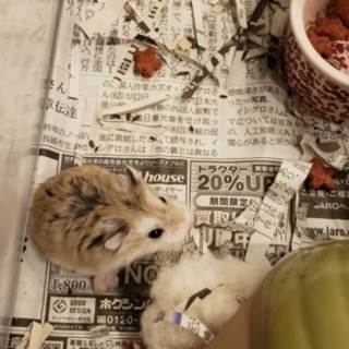 ロボロフスキーハムスター