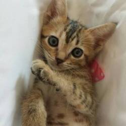 獣医大学にて猫の大譲渡会を開催いたします。是非いらしてくださいね❤️