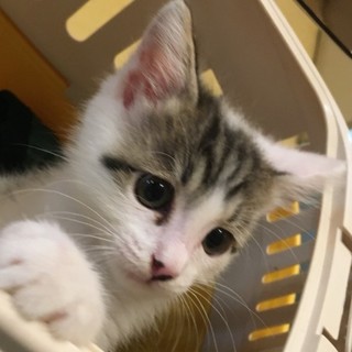 ちび甘えん坊！ランちゃん生後2カ月(きじ白)