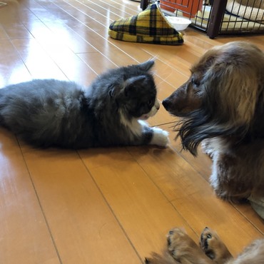 見つめ合い♡