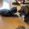 見つめ合い♡