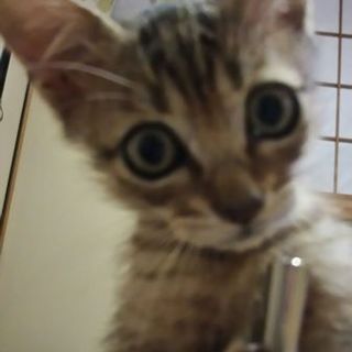海老蔵くん  やんちゃで甘えん坊