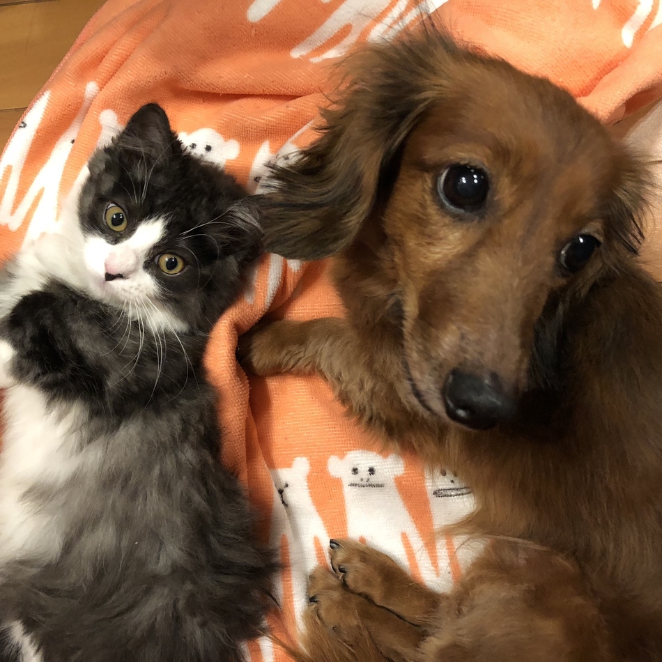 エリーのカバー写真