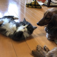うずら