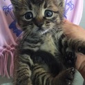 子猫 キジトラ 元野良です。１ヶ月くらいの男の子