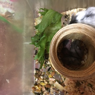 キャンベルハムスター