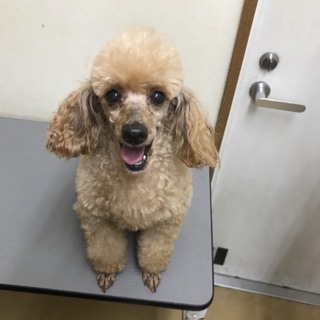 触ってアピールが大得意！あさこちゃん