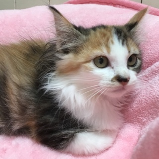 ありがとうございます。エマちゃん