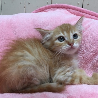 ありがとうございます。ルノー君