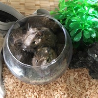 デグーマウスの赤ちゃん