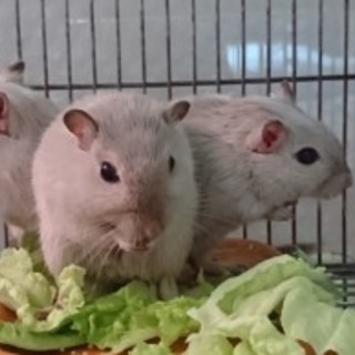 カラージャービル複数【終了】ありがとうございました