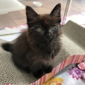 ショコラブラウンのふわふわイケにゃん男子