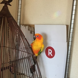 家庭内事情で手放さなくてはいけなくなりました…泣