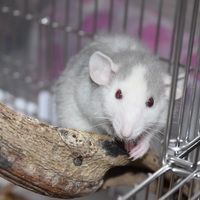 里親募集)ファンシーラット♀