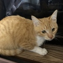 保護猫ちゃんの里親様募集中です！