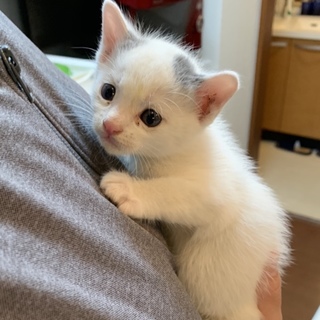 生後1ヶ月の子猫２匹です。