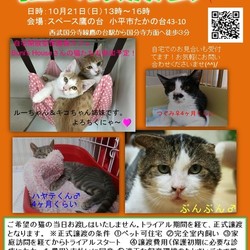 猫の譲渡会　かわいい子猫＆味のある大人猫参加