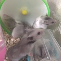 8/26生の♂ハムスター、2匹里親さん募集