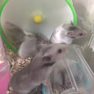 8/26生の♂ハムスター、2匹里親さん募集