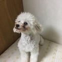 ホワイトのプードル