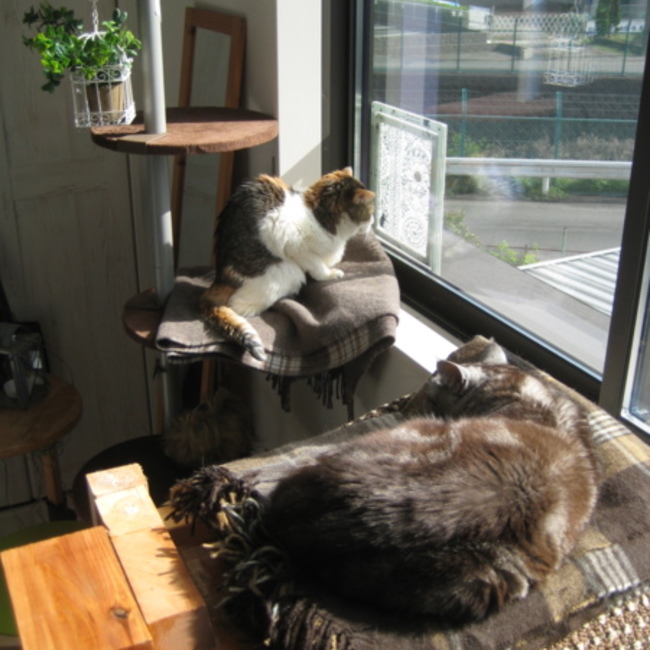 ネコヨミウタのカバー写真