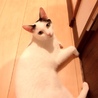 まつり