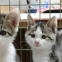 アニマルクラブ 里親探し会