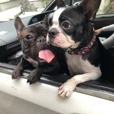 お出かけは一緒。車もわんちゃん用にしてあるよ