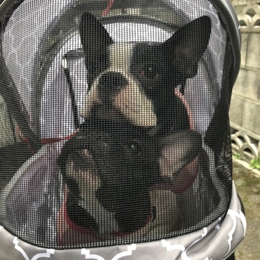 ペットカートでどこでも一緒