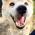 優しい柴犬のななちゃん 有難うございました!!