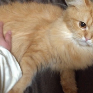 お問い合わせありがとうございました(^^)