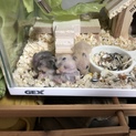 ハムスター の赤ちゃん（生後3週間）